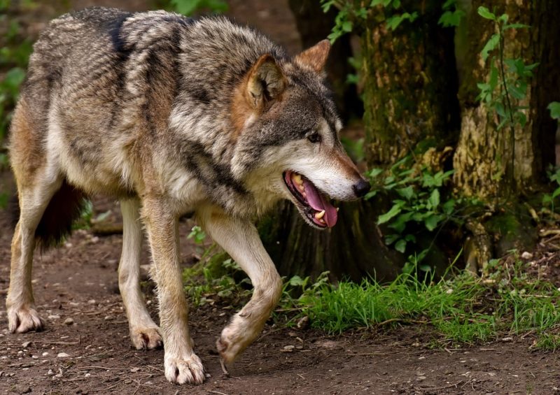 Una paura da lupo
