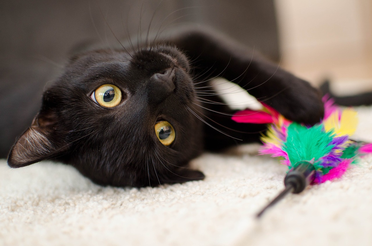 Il 17 novembre è la Giornata del gatto nero, ecco perché si festeggia 