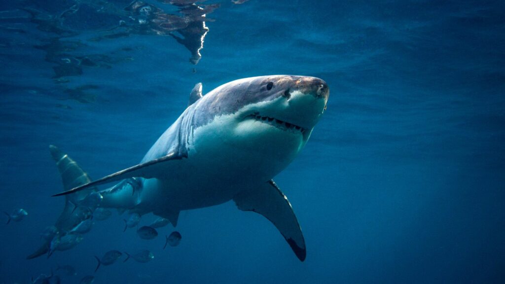 squali pericolosi